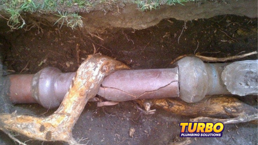 The Tree in Your Backyard Might Be Secretly Destroying Your Plumbing