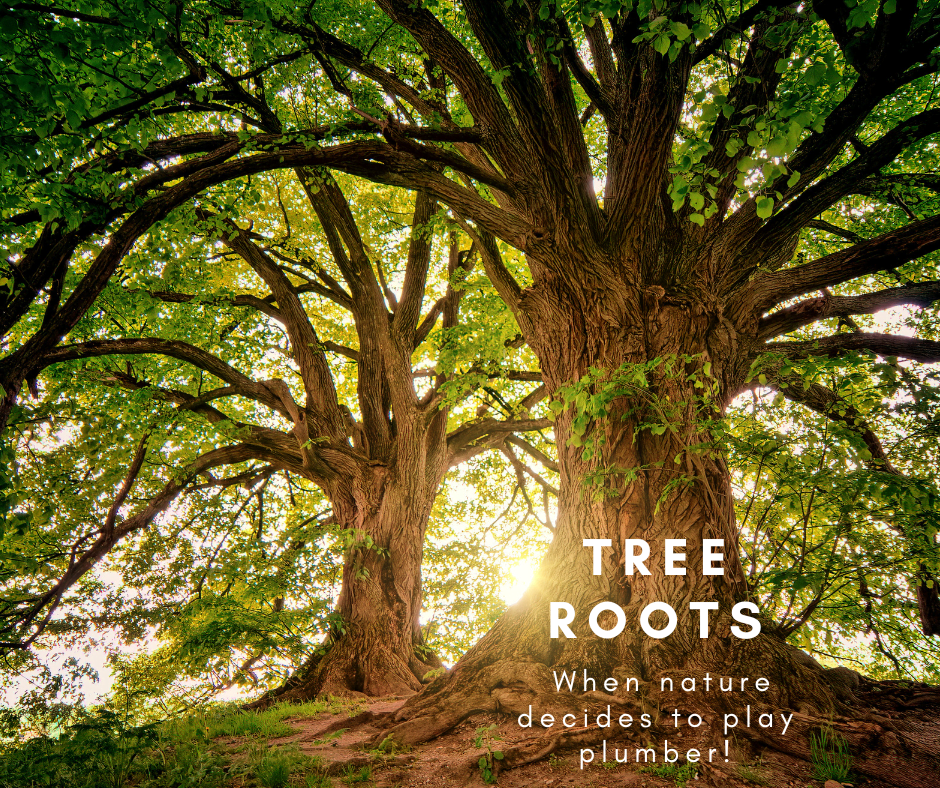 Beware of the Roots: Trees That Can Ruin Your Drainage