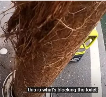 Got to the root of the problem – Blocked Drain 52