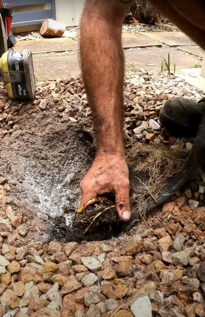 A person is planting a small plant in a hole dug in a rocky area, with a drill and gardening tools nearby, reminiscent of the meticulous care one might take during blocked drain repairs.
